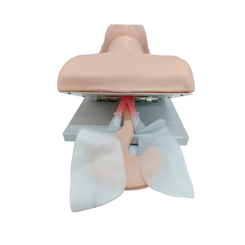 PVC Adult Intubation Manikin T - Medical Lab Management review and price